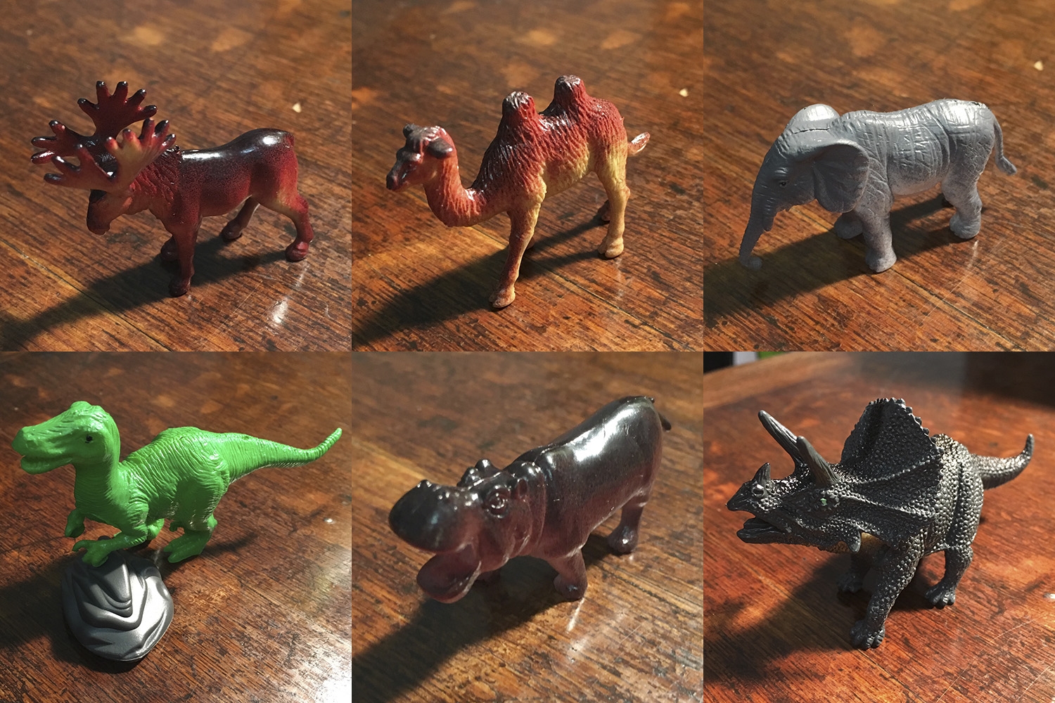 The Executive Director's Advisory Council